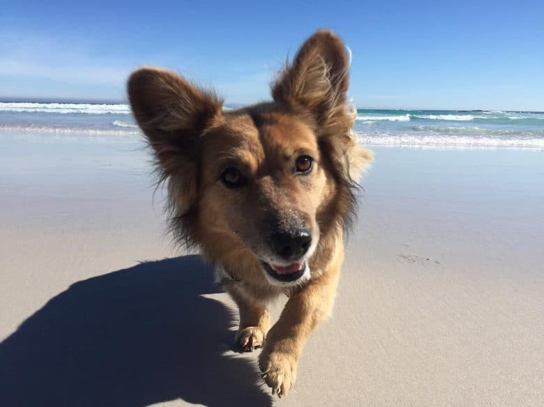 Corman Shepherd walking on the beach