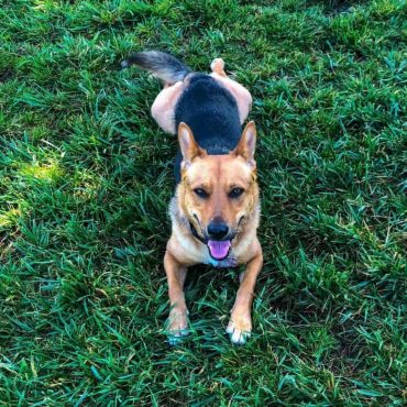 Corgi German Shepherd Mix lying in the grass with its paws out