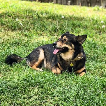 Black and tan Corman Shepherd lying in grass and looking to the side