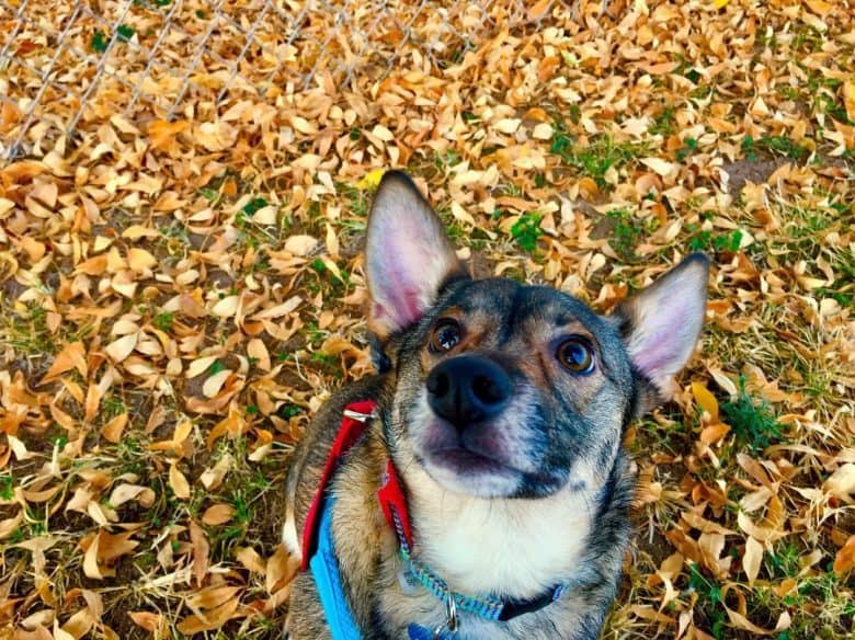 Corgi German Shepherd Mix sitting among leaves and looking up