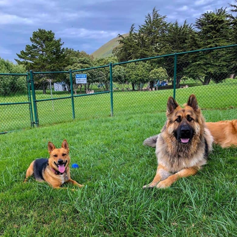 Corman Shepherd in a park lying next to a German Shepherd