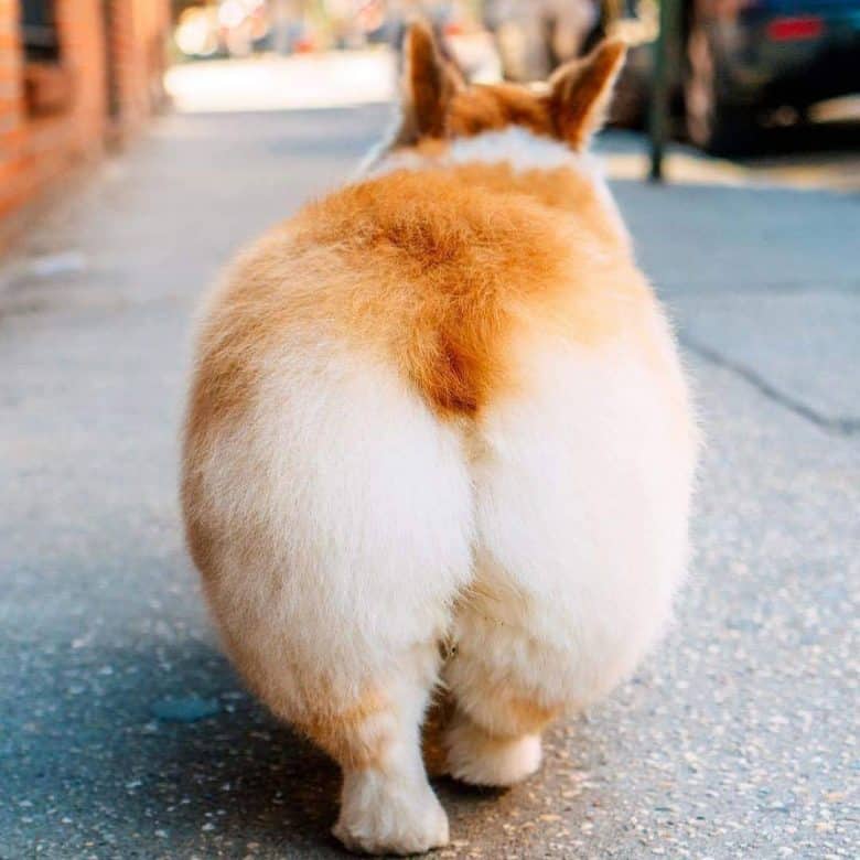 A close up of a docked Corgi tail