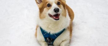 Corgi wearing a harness