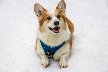 Corgi wearing a harness