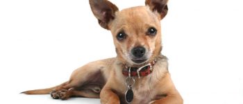 Deer Head Chihuahua lying down with its paws in front