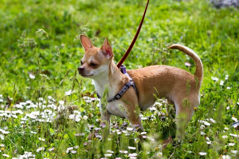 A short-haired Deer Head Chihuahua standing in the middle of a field of grass