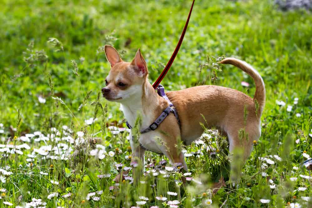 Is the Chihuahua Terrier mix aggressive or a good family dog? K9 