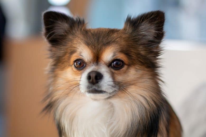 long haired apple head chihuahua