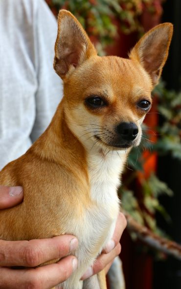 muscular chihuahua