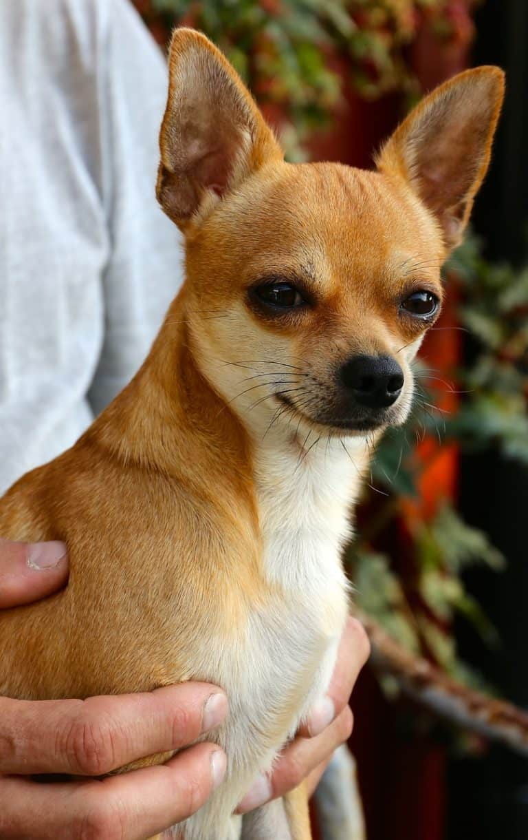 Deer Head Chihuahua The Complete Dog Breed Guide K9 Web