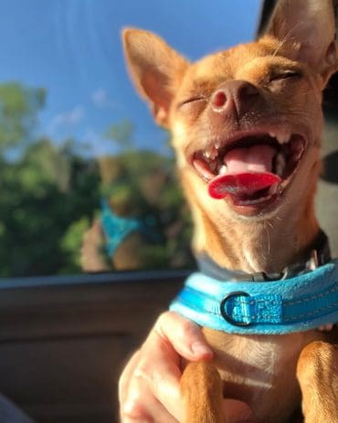 Deer Head Chihuahua smiling while sitting in the car