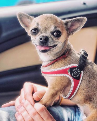 Apple Head Chihuahua with its tongue out wearing a harness