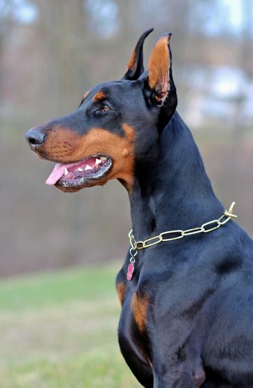 Doberman sitting erect