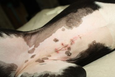 The belly of a spayed female dog