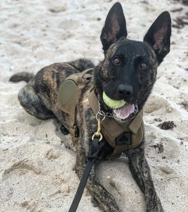 black brindle dutch shepherd