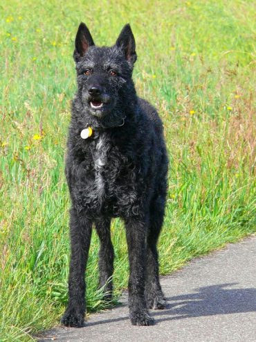 Wire-haired Dutch Shepherd standing on the side of a road 