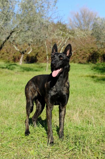 black brindle dutch shepherd