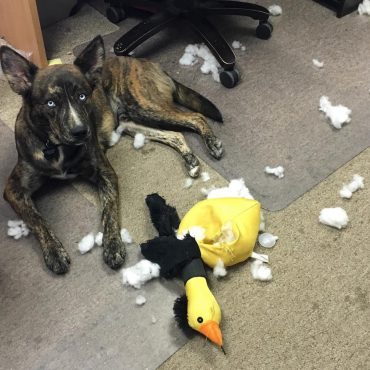 Dutch Shepherd Husky Mix lying next to a destroyed stuffed toy
