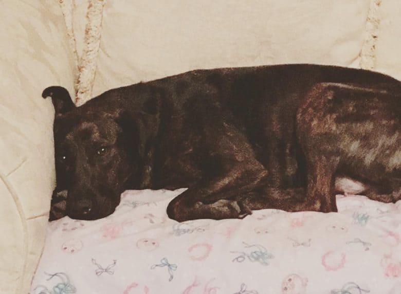 Dutch Shepherd and Lab Mix curled up on the couch
