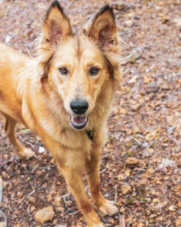 are english shepherds aggressive dogs