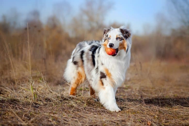 Australian Shepherd with a ball in its mouth
