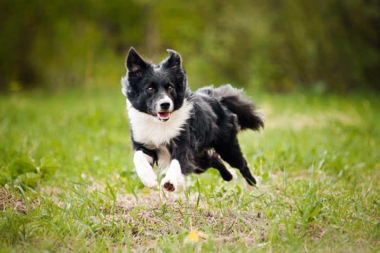 are english shepherds aggressive dogs