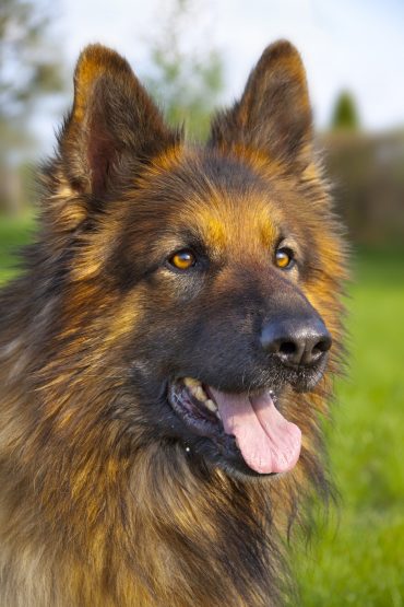 A close up shot of the German Shepherd