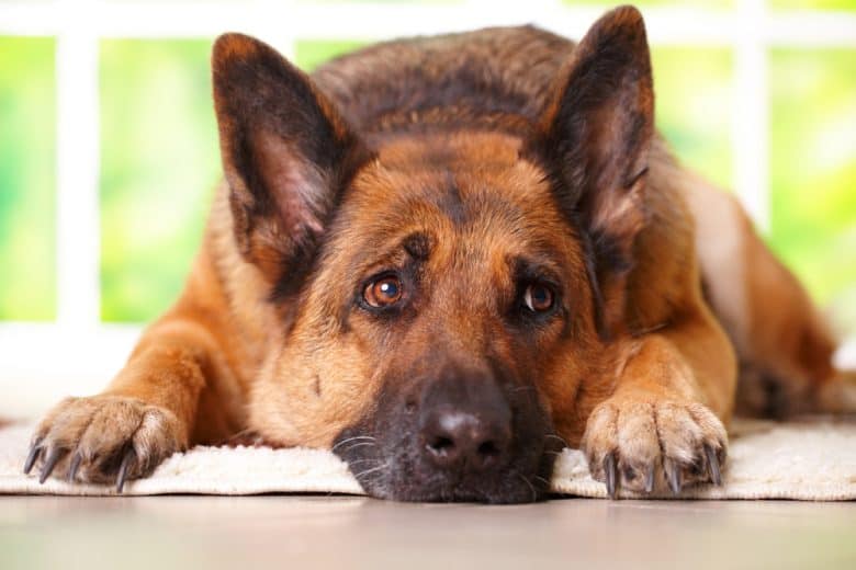 German Shepherd with its head on the floor