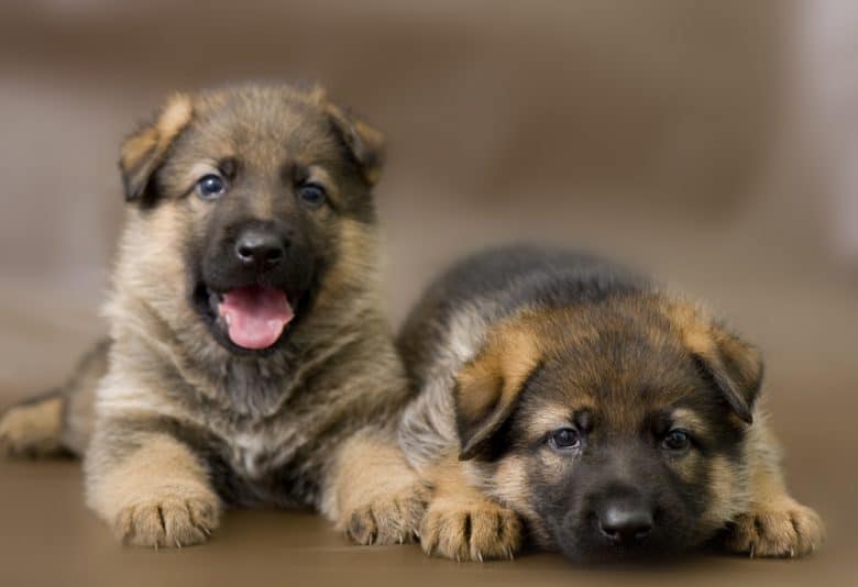 Two German Shepherd puppies lying down beside each other