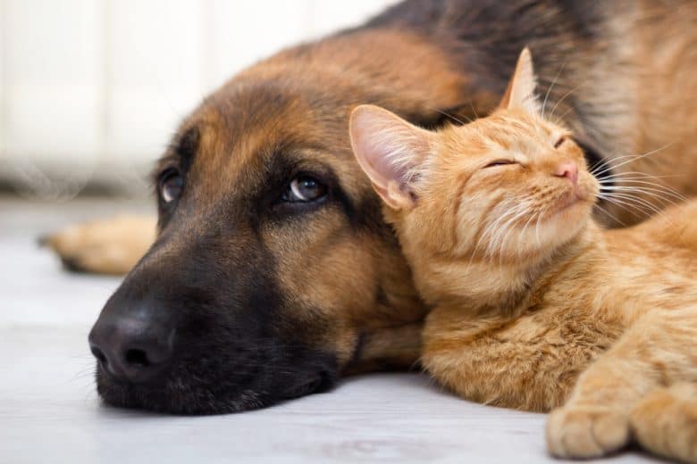 German Shepherd and cat lying side by side
