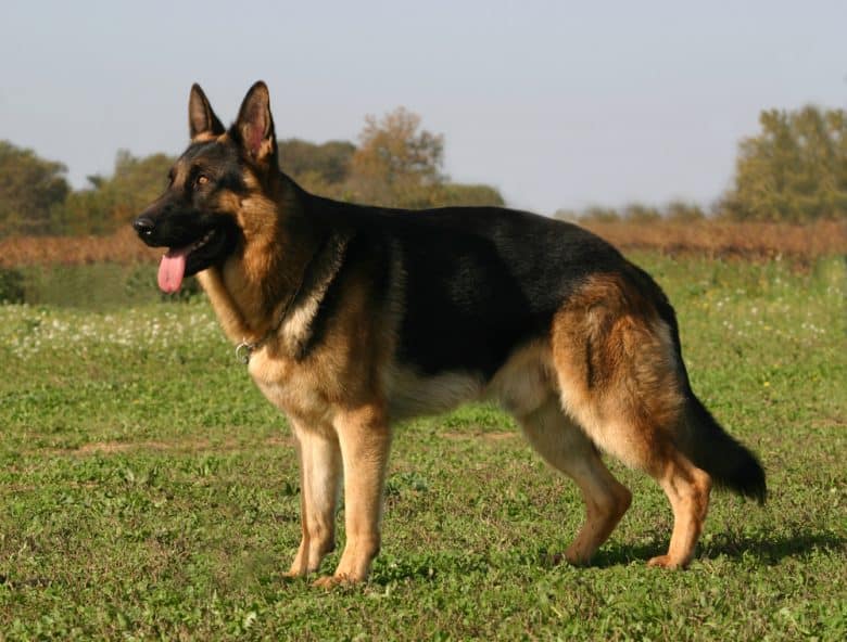 German Shepherd standing outdoors