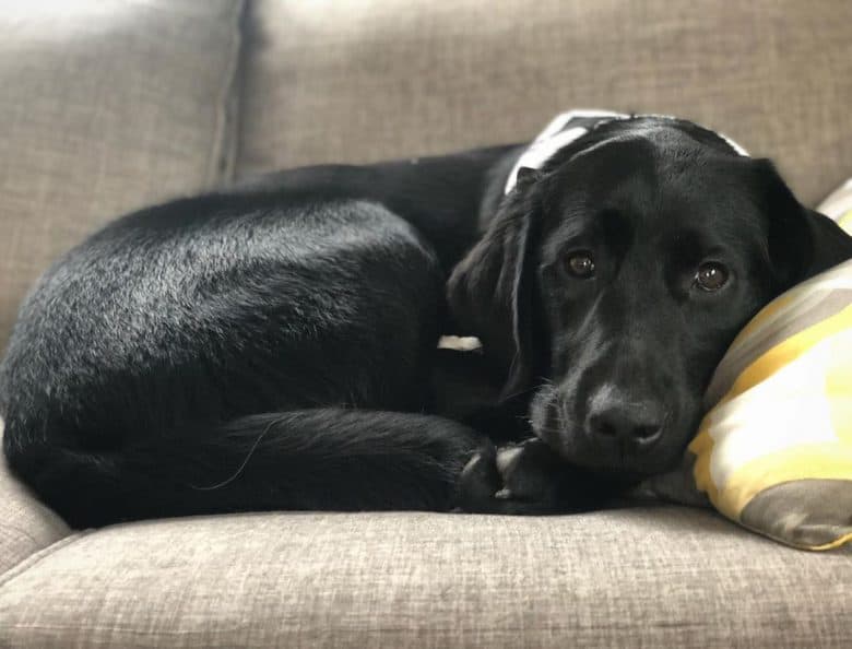 Black Goldador curled up on the couch