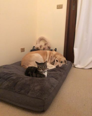 Golden Retriever-Labrador Retriever Mix liggend op een hondenbed met een kat