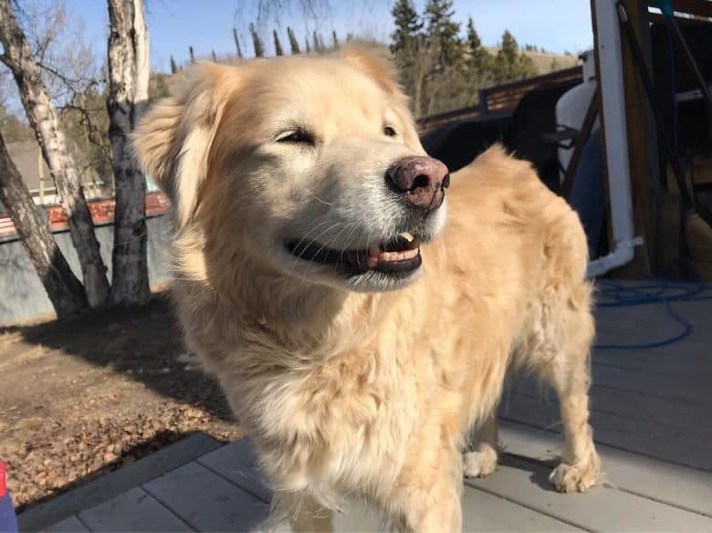 golden retriever husky mix for adoption