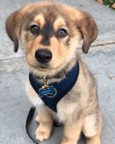 a golden retriever mixed with a husky