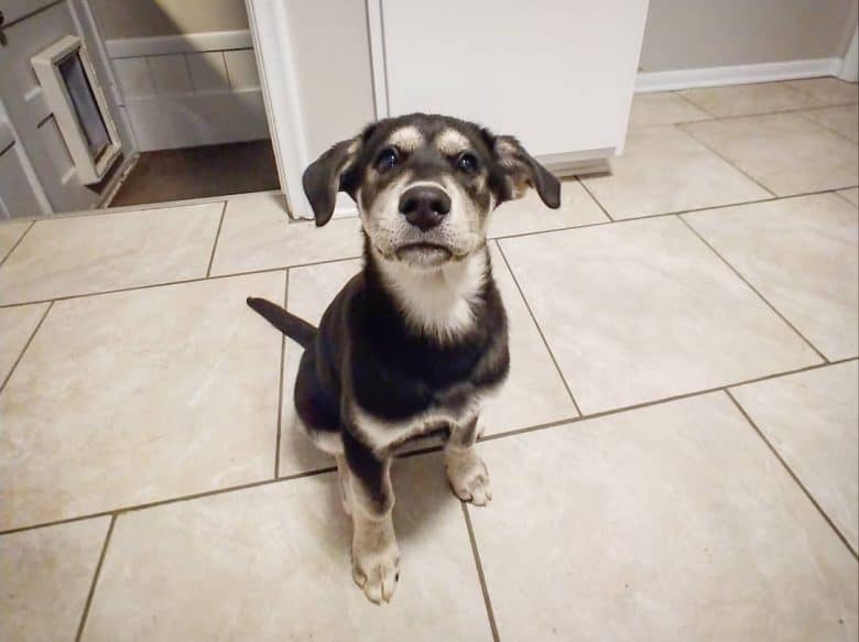 chocolate lab mixed with husky