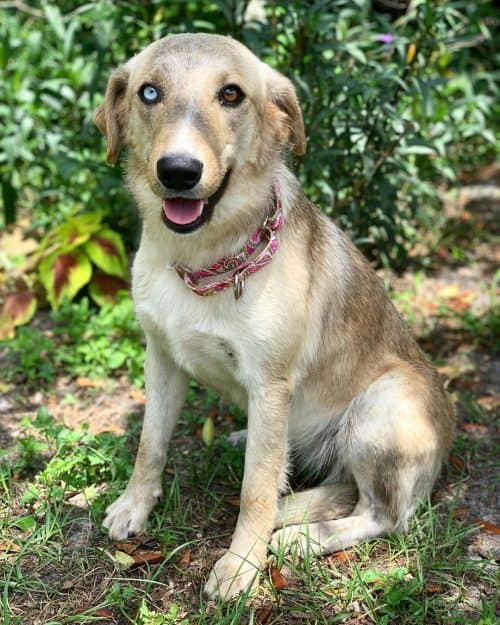 The Best of Two Breeds A Look into the Husky Lab Mix K9 