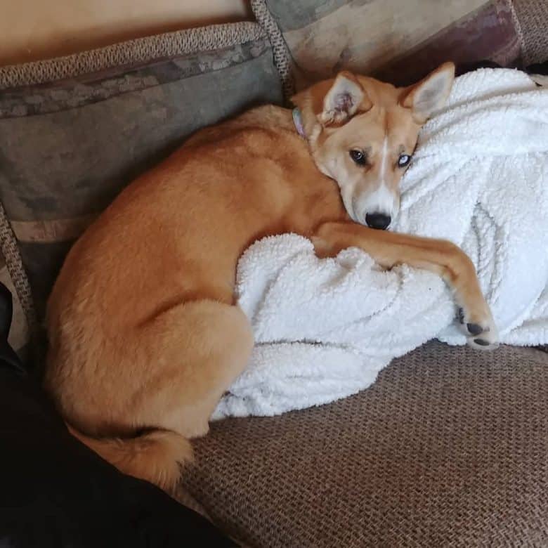 Husky Lab Mix lying on the couch hugging a blanket