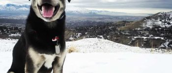 Husky Lab Mix standing in the snow outdoors