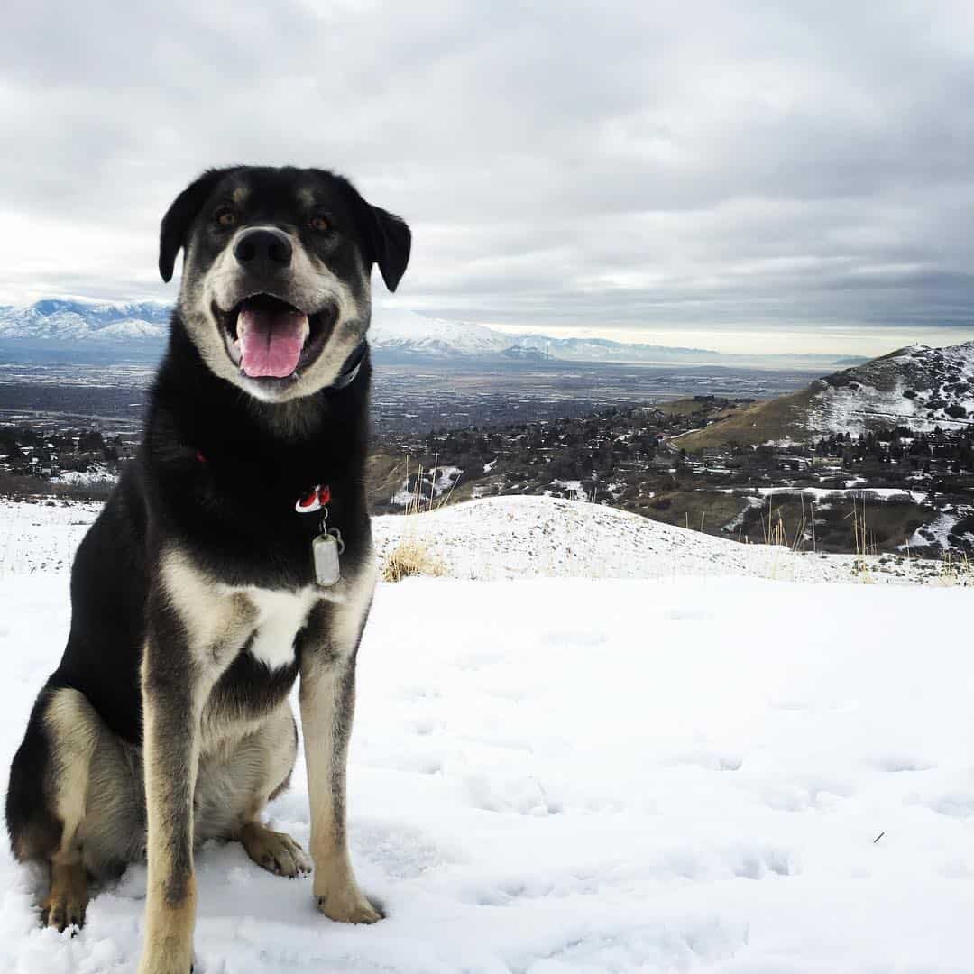 labrador husky dog