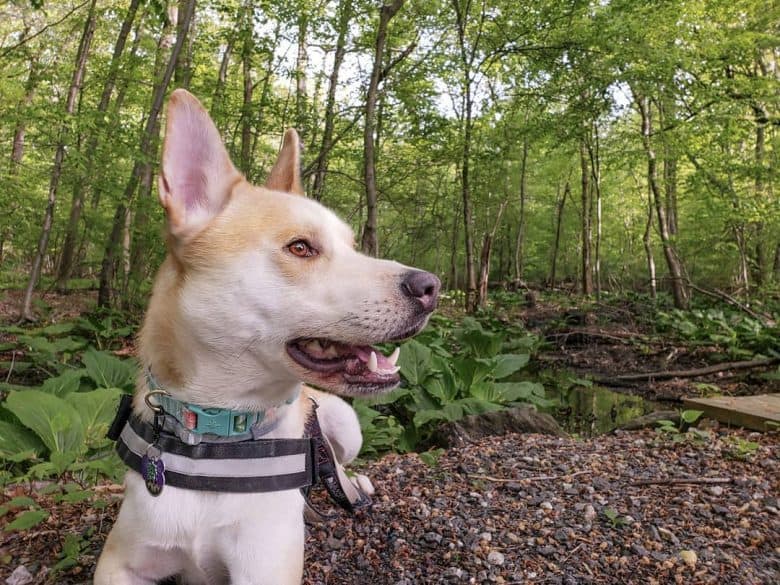 Huskador sitting on the forest floor and looking to the side
