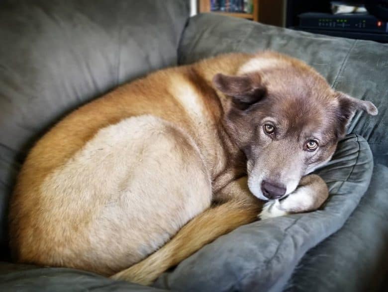 Husky Lab Mix curled up on the couch