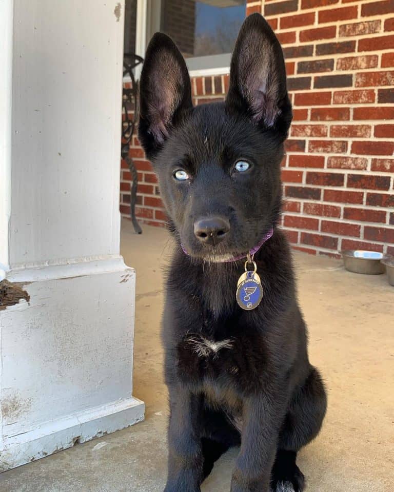 The Best of Two Breeds A Look into the Husky Lab Mix K9 
