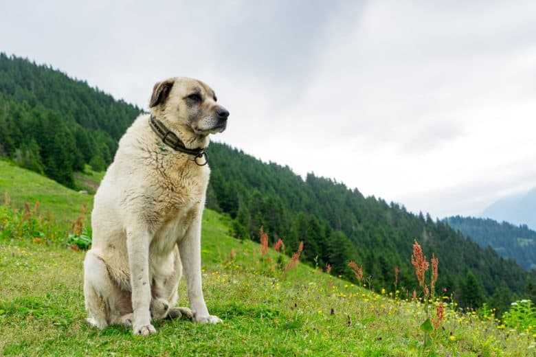 Kangal sitting on a grassy hill