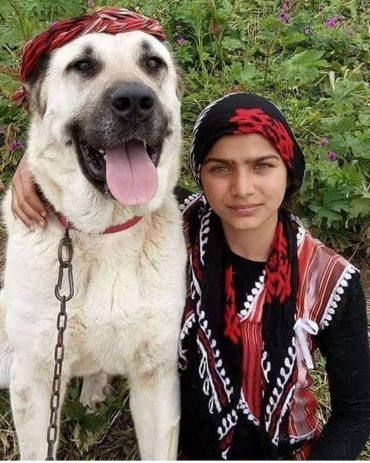 Kangal dog wearing a hat and sitting beside a girl