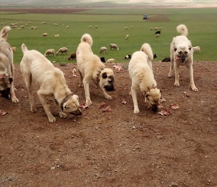 Kangal dogs wearing spiked collars and eating