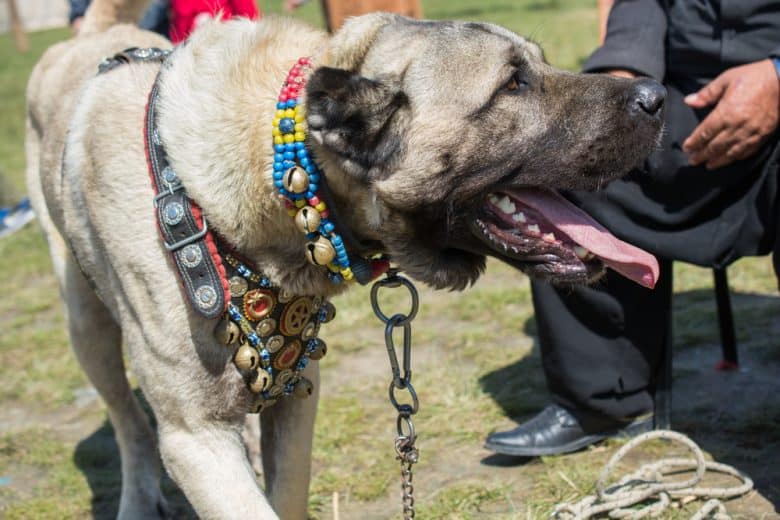 Turkish Kangal wearing a beaded collar with its tongue out