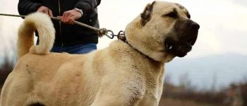 Kurdish Kangal on a collar leaning forward