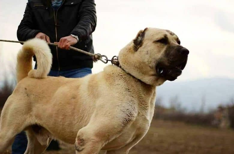 Kurdish Kangal on a collar leaning forward