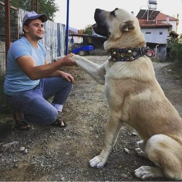 Kangal with its paw held by a man